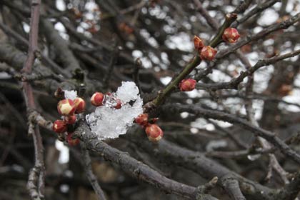 ことし3月10日に撮影した白梅はまだ咲かず、つぼみに雪