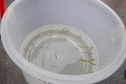 保内小児童がふ化させたサケの稚魚
