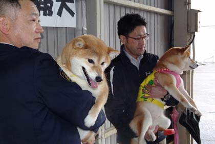  左が引退した広報犬、茶豆と渋谷交通課長、右が新任の二代目希名呼と巡査部長