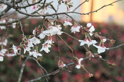 安了寺の四季咲きのサクラは七、八分咲き、その向こうの生け垣ではサザンカが咲く