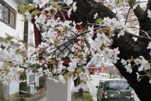 5日の三条は朝方を中心に季節外れの雪、最高気温は3月上旬並みの7.4度にとどまる