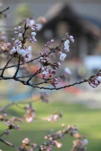 三条市・日吉神社のソメイヨシノも咲き始め