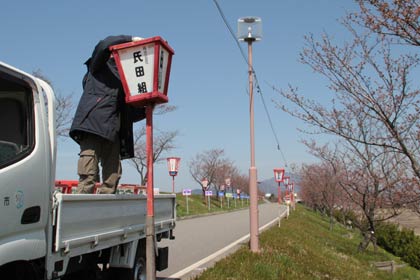  大河津分水桜並木にぼんぼりを設置する燕市職員