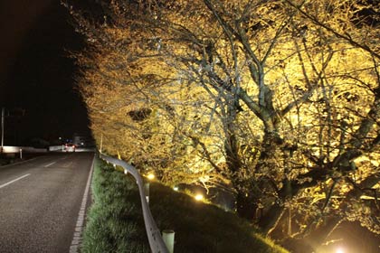  「つばめ桜まつり」でライトアップが始まった燕市文化会館前の中ノ口川左岸のサクラ