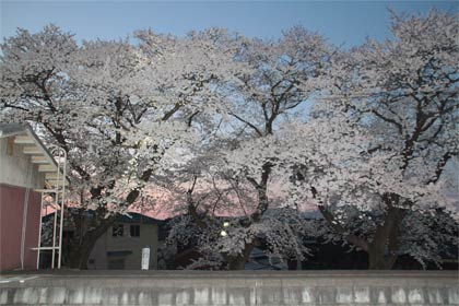  16、17日と23、24日に臨時列車の快速「分水夜桜号」が到着する分水駅の夜桜