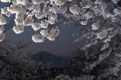  16、17日と23、24日に臨時列車の快速「分水夜桜号」が到着する分水駅の夜桜