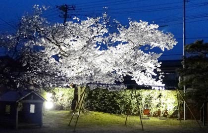 18日夜、観桜会コンサートが開かれる北陽保育縁のライトアップされたサクラ、15日夜のようす