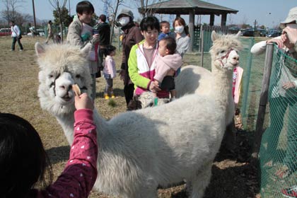13日開かれた「吉田さくらイベント」で大人気だったアルパカ