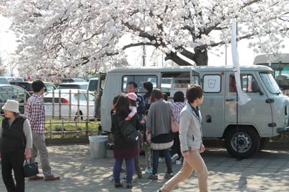 ＝満開のサクラで花見客などでにぎわう吉田ふれあい広場が会場