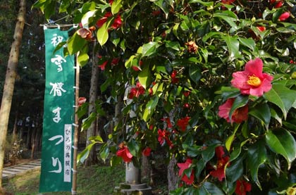 雪椿まつり大園遊会会場の加茂山は加茂市の花、ユキツバキの花が盛り