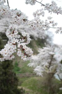 道心坂のサクラ