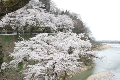  道心坂のサクラ