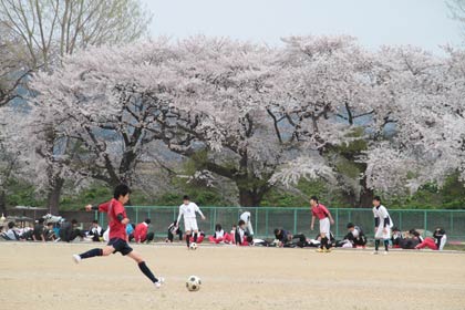 県立三条商業高校裏手のサクラ