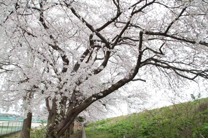  県立三条商業高校裏手のサクラ