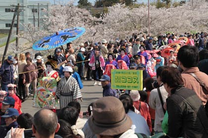  大河津分水桜土手は見物客が何重にもなって見物
