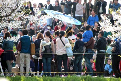  大河津分水桜土手は見物客が何重にもなって見物