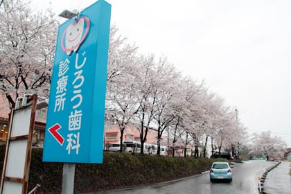 見事な花を咲かせたサクラの先にじろう歯科診療所