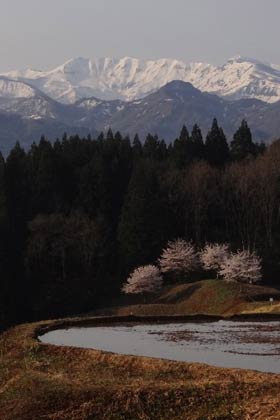 棚田とサクラと残雪に覆われた守門岳