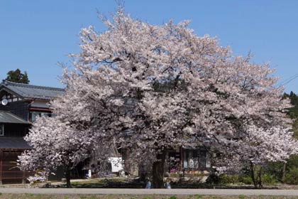  江口地内のサクラの巨木