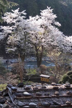  嵐渓荘のサクラ