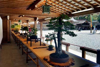 5日まで弥彦神社で開かれている第29回弥彦神社奉納盆栽展
