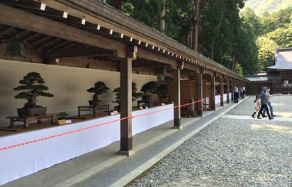 5日まで弥彦神社で開かれている第29回弥彦神社奉納盆栽展
