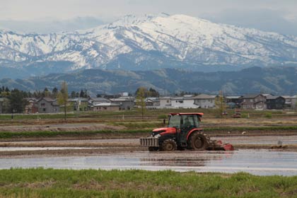 30日、燕市・吉田ふれあい広場そばで行われていた田植え
