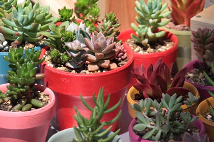 ツバメコーヒーの店舗を間借りして出店したナカジマ園芸の多肉植物