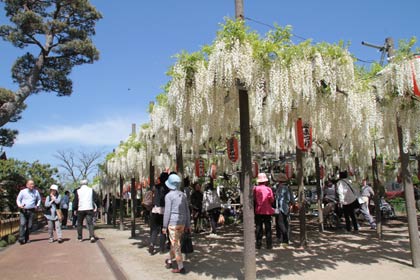白藤茶会が開かれた安了寺では県指定天然記念物の「八王寺の白藤」が満開に五月晴れ