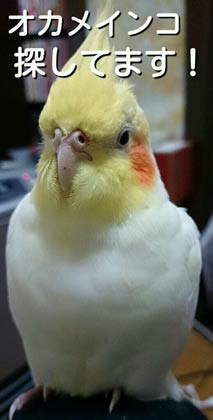 行方不明になったオカメインコの「くー」