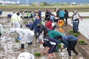 燕市景観作物推進協議会による吉田ふれあい広場西側の田んぼで田んぼアートの田植え