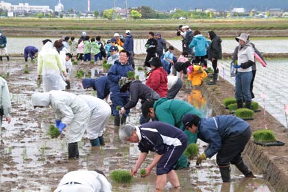  燕市景観作物推進協議会による吉田ふれあい広場西側の田んぼで田んぼアートの田植え