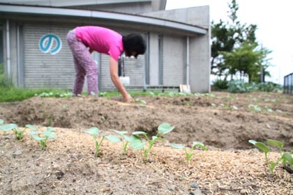 畑に変えた「こどもの森」の植え込み