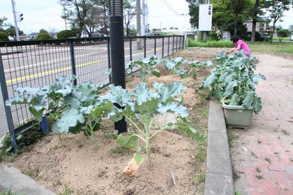 ブロッコリーはすでに大きく育って青々とした葉を茂らせる