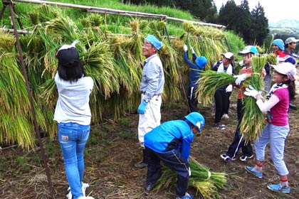 東京都・荒川区立第二峡田小学校の児童が交流活動事業「コシヒカリ収穫体験 in 三条」でコシヒカリの収穫体験、はざがけに挑戦