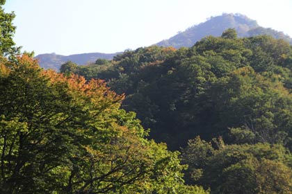  道289号・八十里越の8号トンネル付近の手つかずの自然