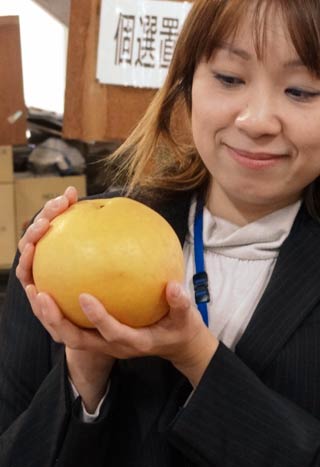 大きな「新高」の果実