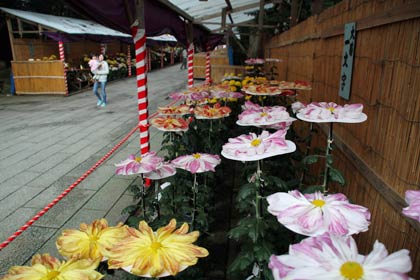 11月1日から菊まつりが開かれる弥彦神社
