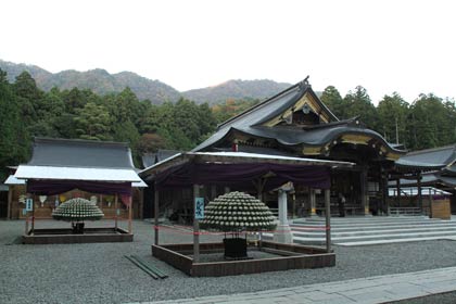 弥彦神社の拝殿前を飾るキクの数咲き