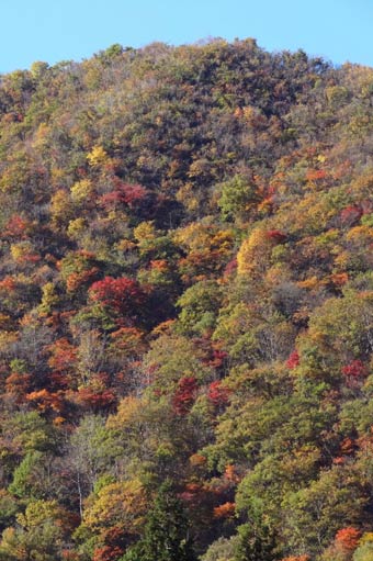 三条市下田地区の袴腰山の紅葉