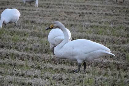 ナクチョウの飛来地のある森町地内の水田でえさを食べるハクチョウ