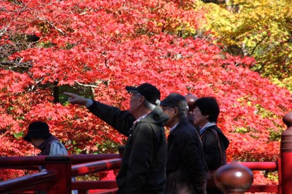  5日、紅葉狩りの行楽客でにぎわった弥彦公園もみじ谷