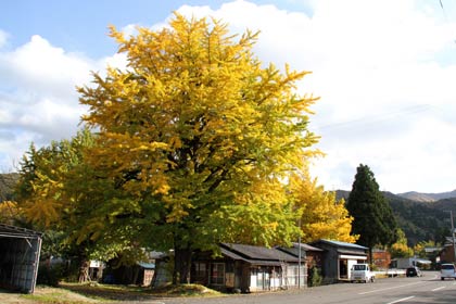 五泉市蛭野地区のイチョウの黄葉は見ごろ前半