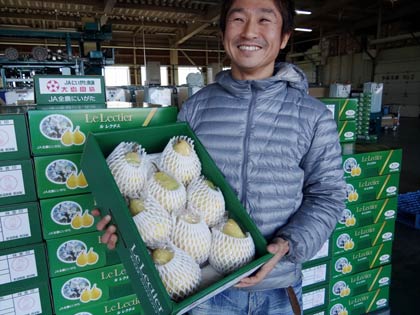 大島選果場に積み上げられた「ル　レクチエ」