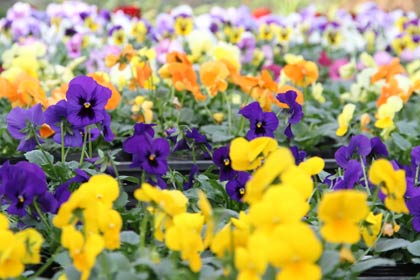 ハウスで色とろどりの花を咲かせるパンジーやビオラ
