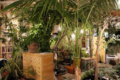 まさにジャングルのようになった店内