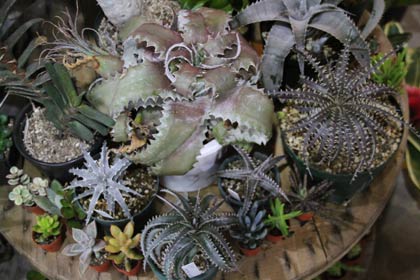  ハグ・デザインが販売する多肉植物