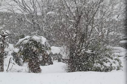 時折、猛烈な勢いで降る雪、燕市内で