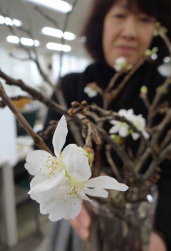 早くも花を咲かせた三条市役所下田庁舎の敷地内で育つサクラ「ソメイヨシノ」の折れた枝