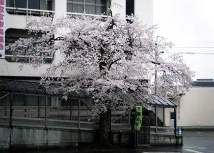 昨年12月に枝が折れた三条市役所下田庁舎敷地内のソメイヨシノが2011年に咲いたときの写真